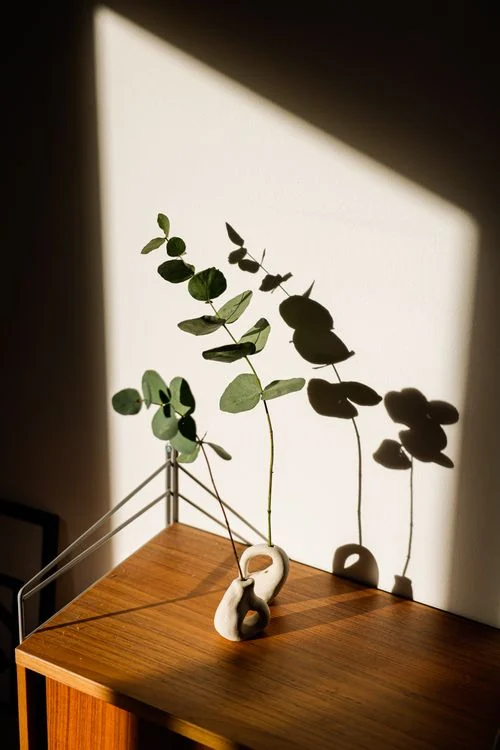 Eucalyptus leaves casting shadows on a sunlit wall